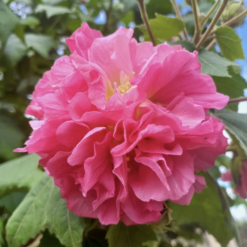 Hibiscus Plants Live, Hardy Hibiscus Plants Live, 6 to 8 Inch Tall, Tropical Hibiscus Plant, Hibiscus Tree Live Plant, Hibiscus Flower No Pot, Double Rose