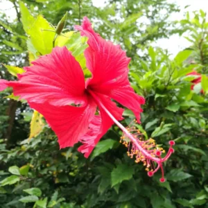 Hibiscus Plants Live, Hardy Hibiscus Plants Live, 6 to 8 Inch Tall, Tropical Hibiscus Plant, Hibiscus Tree Live Plant, Hibiscus Flower No Pot, Weeping Lantern