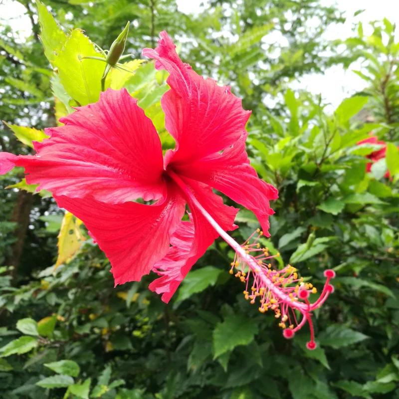 Hibiscus Plants Live, Hardy Hibiscus Plants Live, 6 to 8 Inch Tall, Tropical Hibiscus Plant, Hibiscus Tree Live Plant, Hibiscus Flower No Pot, Weeping Lantern