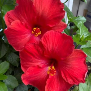 Hardy Hibiscus Plants Live, Tropical Hibiscus Plant, Hibiscus Tree Live Plant,6 to 9 Inch, Well-Rooted, Hardy Perennial, Tropical Red