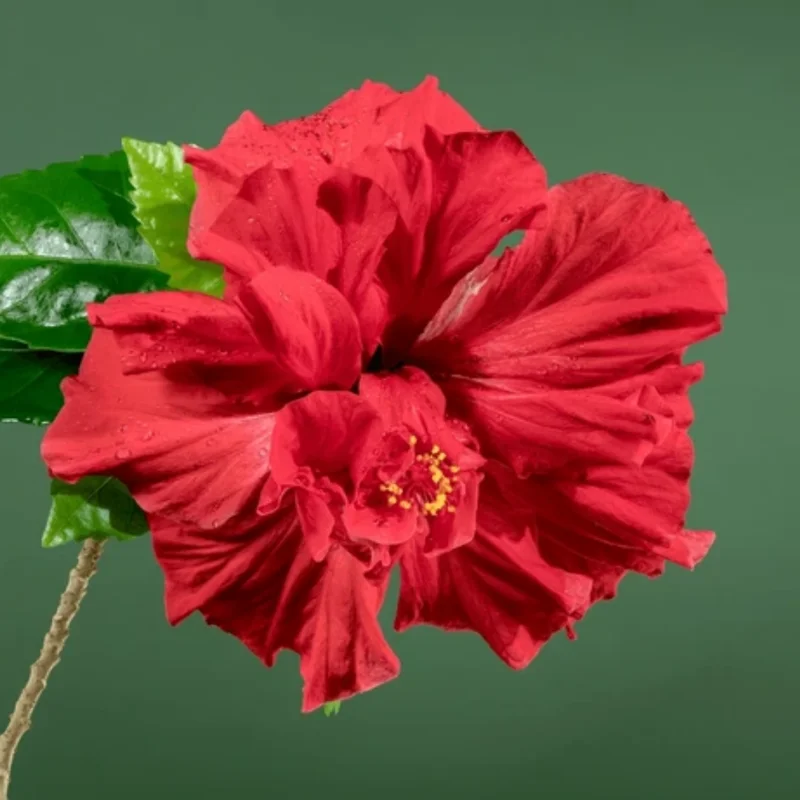 Hibiscus Plants Live, Hardy Hibiscus Plants Live, 6 to 8 Inch Tall, Tropical Hibiscus Plant, Hibiscus Tree Live Plant, Hibiscus Flower No Pot, Double Red