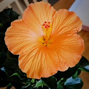 Hardy Hibiscus Plants Live, Tropical Hibiscus Plant, Hibiscus Tree Live Plant,6 to 9 Inch, Well-Rooted, Hardy Perennial, Tropical Orange