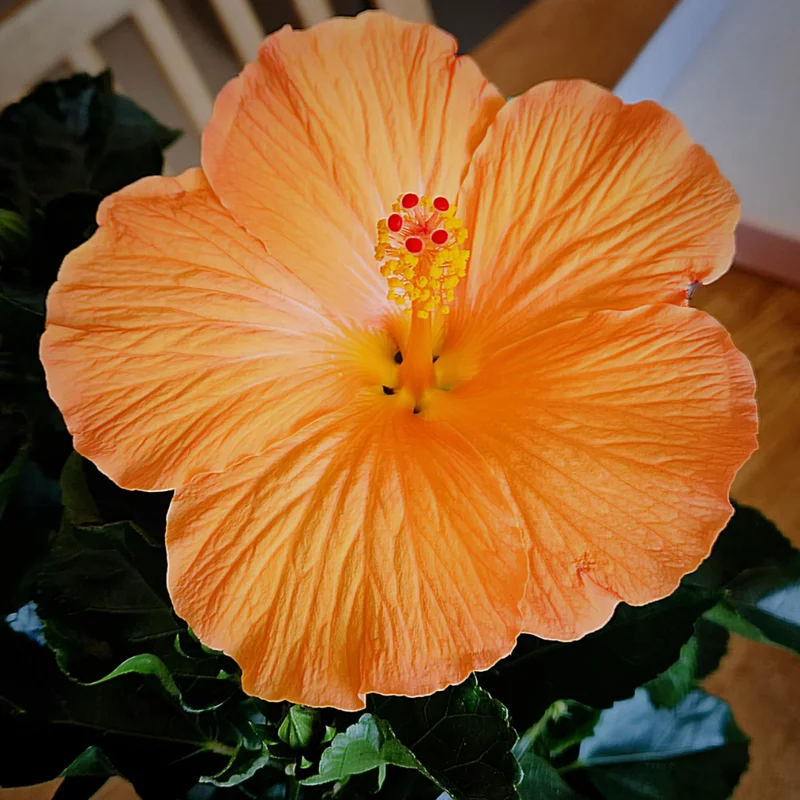 Hardy Hibiscus Plants Live, Tropical Hibiscus Plant, Hibiscus Tree Live Plant,6 to 9 Inch, Well-Rooted, Hardy Perennial, Tropical Orange