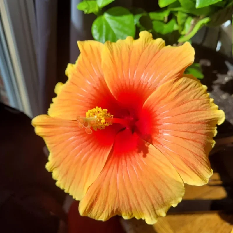 Hardy Hibiscus Plants Live, Tropical Hibiscus Plant, Hibiscus Tree Live Plant,6 to 9 Inch, Well-Rooted, Hardy Perennial, Tropical Orange