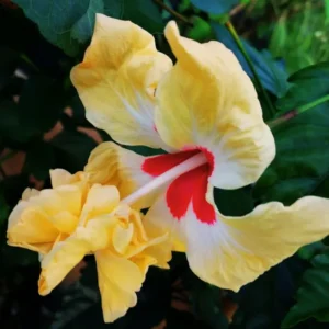 Hardy Hibiscus Plants Live, Tropical Hibiscus Plant, Hibiscus Tree Live Plant,6 to 9 Inch, Well-Rooted, Hardy Perennial, Yellow Poodle