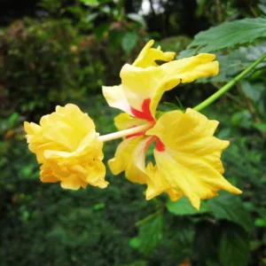 Hardy Hibiscus Plants Live, Tropical Hibiscus Plant, Hibiscus Tree Live Plant,6 to 9 Inch, Well-Rooted, Hardy Perennial, Yellow Poodle