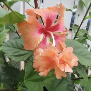 Hardy Hibiscus Plants Live, Tropical Hibiscus Plant, Hibiscus Tree Live Plant,6 to 9 Inch, Well-Rooted, Hardy Perennial, Orange Poodle
