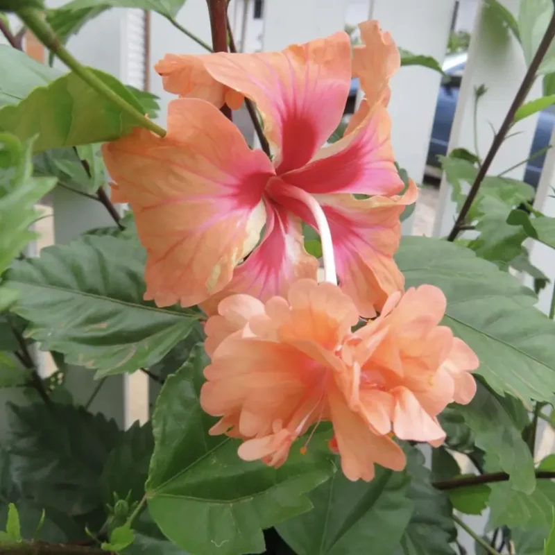 Hardy Hibiscus Plants Live, Tropical Hibiscus Plant, Hibiscus Tree Live Plant,6 to 9 Inch, Well-Rooted, Hardy Perennial, Orange Poodle