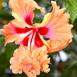 Hardy Hibiscus Plants Live, Tropical Hibiscus Plant, Hibiscus Tree Live Plant,6 to 9 Inch, Well-Rooted, Hardy Perennial, Orange Poodle