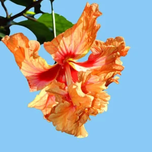 Hardy Hibiscus Plants Live, Tropical Hibiscus Plant, Hibiscus Tree Live Plant,6 to 9 Inch, Well-Rooted, Hardy Perennial, Orange Poodle