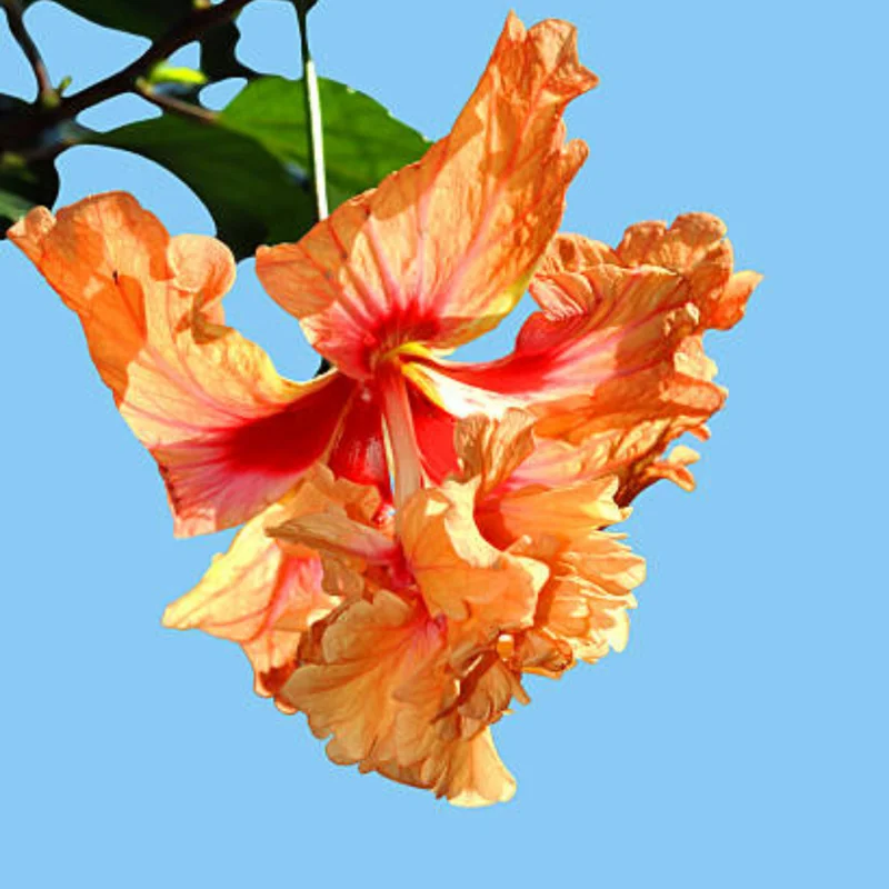 Hardy Hibiscus Plants Live, Tropical Hibiscus Plant, Hibiscus Tree Live Plant,6 to 9 Inch, Well-Rooted, Hardy Perennial, Orange Poodle
