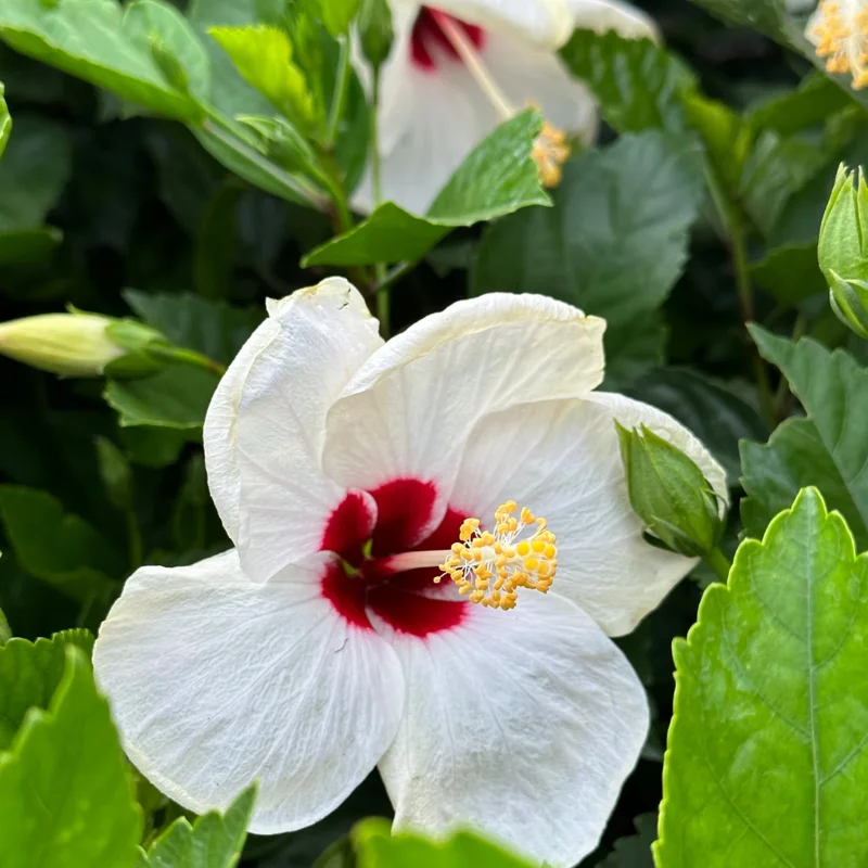 Hardy Hibiscus Plants Live, Tropical Hibiscus Plant, Hibiscus Tree Live Plant,6 to 9 Inch, Well-Rooted, Hardy Perennial, Tropical White