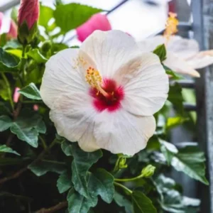 Hardy Hibiscus Plants Live, Tropical Hibiscus Plant, Hibiscus Tree Live Plant,6 to 9 Inch, Well-Rooted, Hardy Perennial, Tropical White