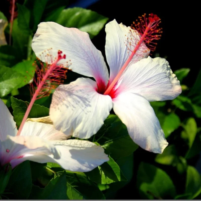 Hardy Hibiscus Plants Live, Tropical Hibiscus Plant, Hibiscus Tree Live Plant,6 to 9 Inch, Well-Rooted, Hardy Perennial, Tropical White