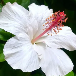 Hardy Hibiscus Plants Live, Tropical Hibiscus Plant, Hibiscus Tree Live Plant,6 to 9 Inch, Well-Rooted, Hardy Perennial, Tropical White