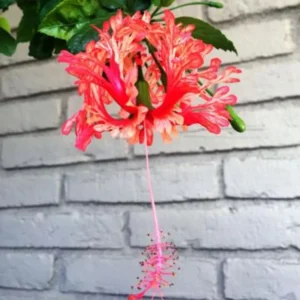 Hardy Hibiscus Plants Live, Tropical Hibiscus Plant, Hibiscus Tree Live Plant,6 to 9 Inch, Well-Rooted, Hardy Perennial, Weeping Lantern