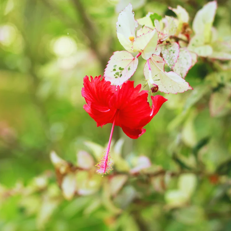 Hardy Hibiscus Plants Live, Tropical Hibiscus Plant, Hibiscus Tree Live Plant,6 to 9 Inch, Well-Rooted, Hardy Perennial, Weeping Lantern