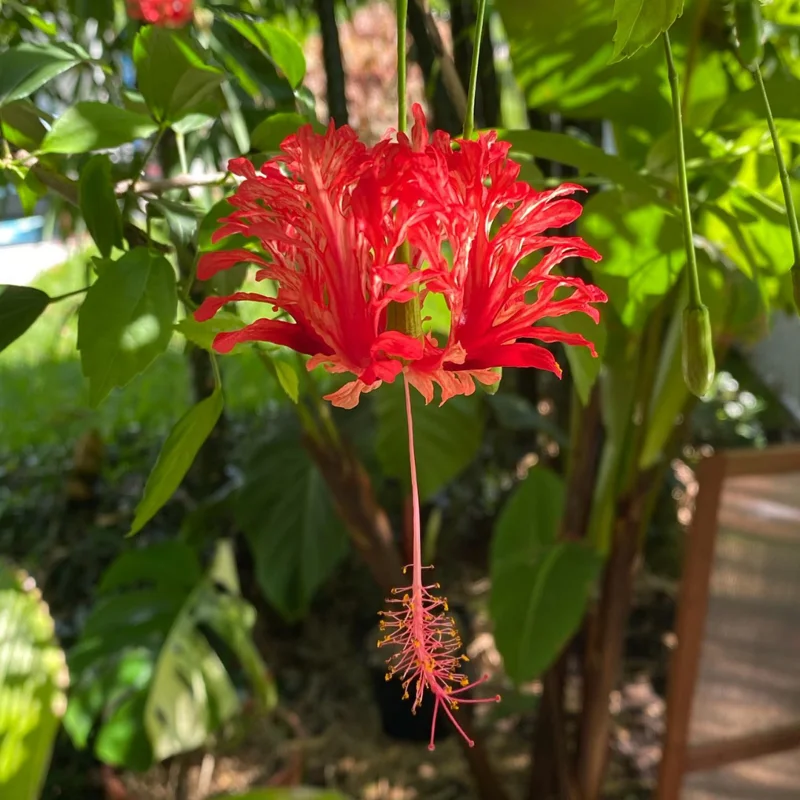 Hardy Hibiscus Plants Live, Tropical Hibiscus Plant, Hibiscus Tree Live Plant,6 to 9 Inch, Well-Rooted, Hardy Perennial, Weeping Lantern