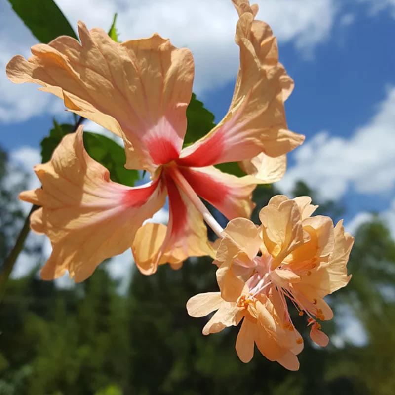 Hardy Hibiscus Plants Live, Tropical Hibiscus Plant, Hibiscus Tree Live Plant,6 to 9 Inch, Well-Rooted, Hardy Perennial, Orange Poodle