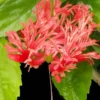 Hardy Hibiscus Plants Live, Tropical Hibiscus Plant, Hibiscus Tree Live Plant,6 to 9 Inch, Well-Rooted, Hardy Perennial, Weeping Lantern