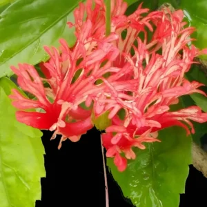 Hardy Hibiscus Plants Live, Tropical Hibiscus Plant, Hibiscus Tree Live Plant,6 to 9 Inch, Well-Rooted, Hardy Perennial, Weeping Lantern