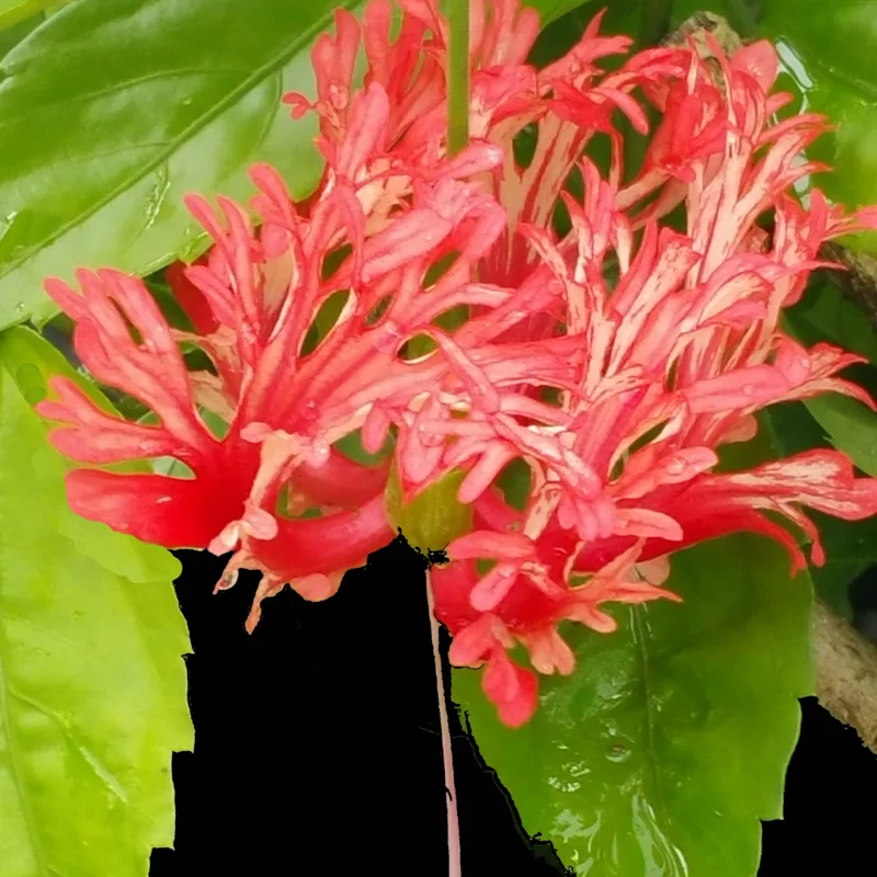 Hardy Hibiscus Plants Live, Tropical Hibiscus Plant, Hibiscus Tree Live Plant,6 to 9 Inch, Well-Rooted, Hardy Perennial, Weeping Lantern