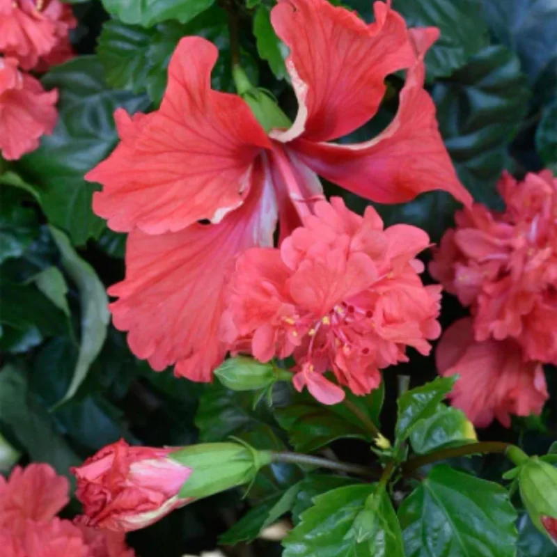 Hardy Hibiscus Plants Live, Tropical Hibiscus Plant, Hibiscus Tree Live Plant,6 to 9 Inch, Well-Rooted, Hardy Perennial, Red Poodle