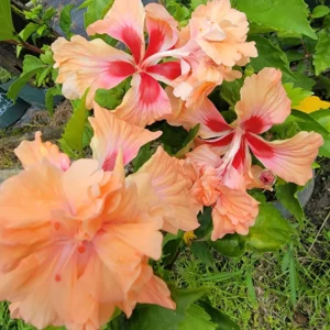 Hardy Hibiscus Plants Live, Tropical Hibiscus Plant, Hibiscus Tree Live Plant,6 to 9 Inch, Well-Rooted, Hardy Perennial, Orange Poodle