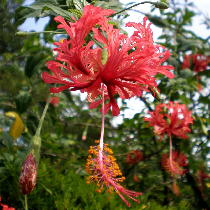 Hardy Hibiscus Plants Live, Tropical Hibiscus Plant, Hibiscus Tree Live Plant,6 to 9 Inch, Well-Rooted, Hardy Perennial, Weeping Lantern