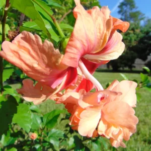 Hardy Hibiscus Plants Live, Tropical Hibiscus Plant, Hibiscus Tree Live Plant,6 to 9 Inch, Well-Rooted, Hardy Perennial, Orange Poodle