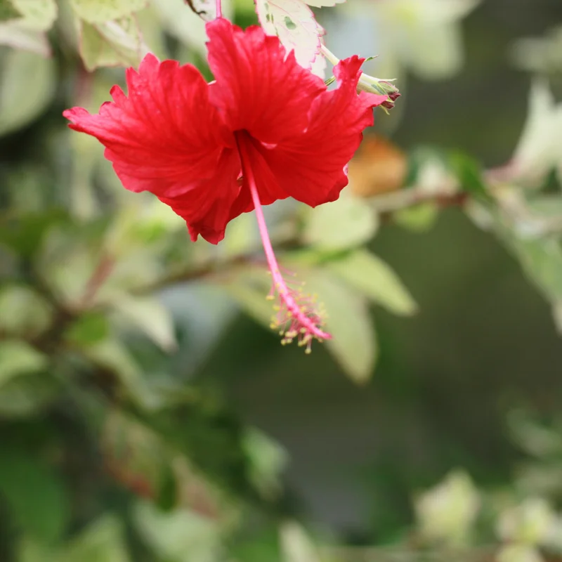 Hardy Hibiscus Plants Live, Tropical Hibiscus Plant, Hibiscus Tree Live Plant,6 to 9 Inch, Well-Rooted, Hardy Perennial, Weeping Lantern