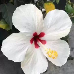 Hardy Hibiscus Plants Live, Tropical Hibiscus Plant, Hibiscus Tree Live Plant,6 to 9 Inch, Well-Rooted, Hardy Perennial, Tropical White
