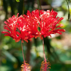 Hardy Hibiscus Plants Live, Tropical Hibiscus Plant, Hibiscus Tree Live Plant,6 to 9 Inch, Well-Rooted, Hardy Perennial, Weeping Lantern