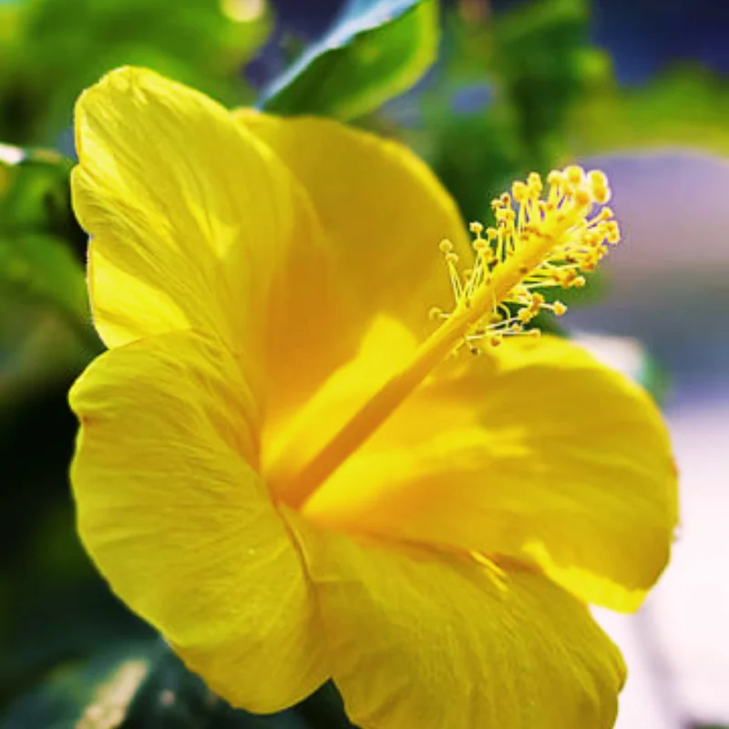 Hardy Hibiscus Plants Live, Tropical Hibiscus Plant, Hibiscus Tree Live Plant,6 to 9 Inch, Well-Rooted, Hardy Perennial, Tropical Yellow