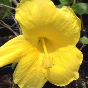 Hardy Hibiscus Plants Live, Tropical Hibiscus Plant, Hibiscus Tree Live Plant,6 to 9 Inch, Well-Rooted, Hardy Perennial, Tropical Yellow