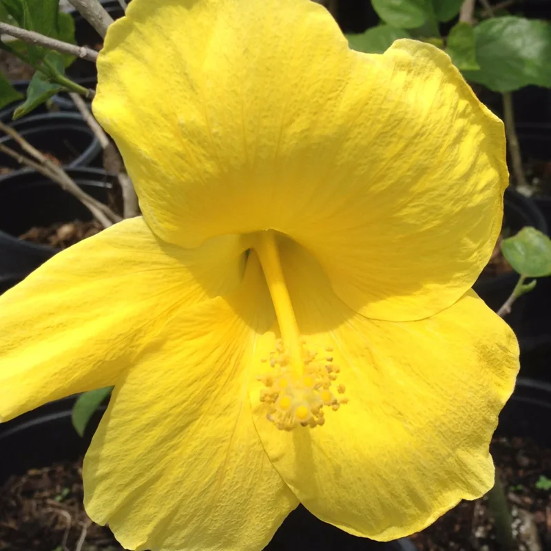 Hardy Hibiscus Plants Live, Tropical Hibiscus Plant, Hibiscus Tree Live Plant,6 to 9 Inch, Well-Rooted, Hardy Perennial, Tropical Yellow