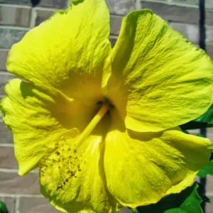 Hardy Hibiscus Plants Live, Tropical Hibiscus Plant, Hibiscus Tree Live Plant,6 to 9 Inch, Well-Rooted, Hardy Perennial, Tropical Yellow