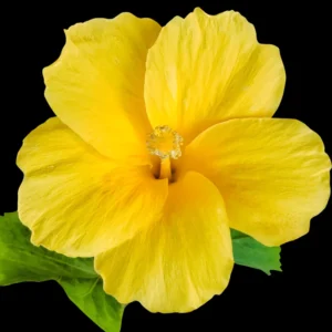 Hardy Hibiscus Plants Live, Tropical Hibiscus Plant, Hibiscus Tree Live Plant,6 to 9 Inch, Well-Rooted, Hardy Perennial, Tropical Yellow