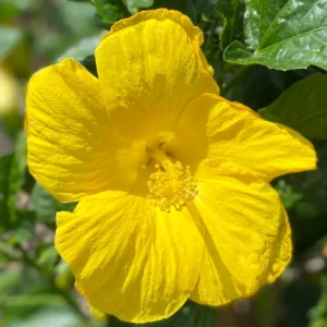 Hardy Hibiscus Plants Live, Tropical Hibiscus Plant, Hibiscus Tree Live Plant,6 to 9 Inch, Well-Rooted, Hardy Perennial, Tropical Yellow