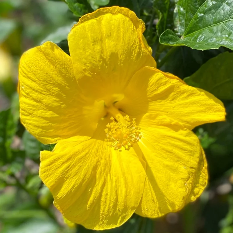 Hardy Hibiscus Plants Live, Tropical Hibiscus Plant, Hibiscus Tree Live Plant,6 to 9 Inch, Well-Rooted, Hardy Perennial, Tropical Yellow