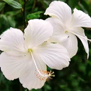 Hibiscus Plants, Hibiscus Tree Live Plant, Hardy Hibiscus Plants Live, 6 to 8 Inch Tall, Perennial Flower Plant, Bareroot Weeping White