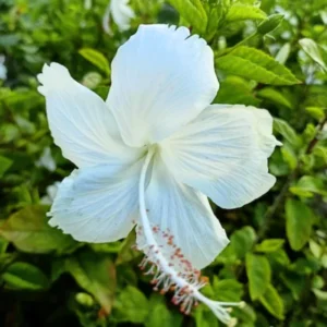 Hibiscus Plants, Hibiscus Tree Live Plant, Hardy Hibiscus Plants Live, 6 to 8 Inch Tall, Perennial Flower Plant, Bareroot Weeping White