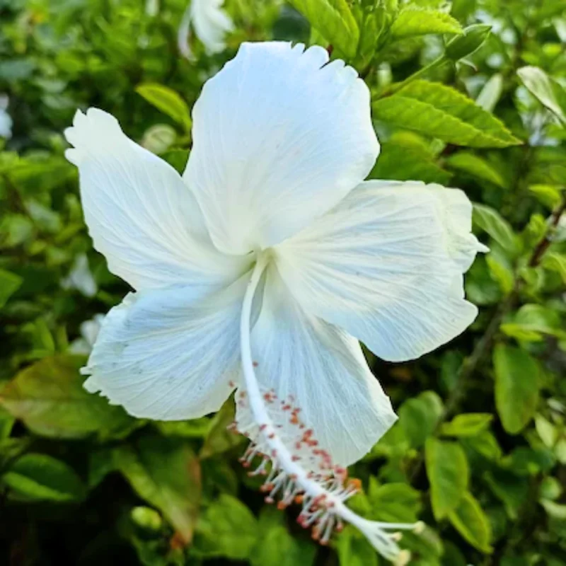 Hibiscus Plants, Hibiscus Tree Live Plant, Hardy Hibiscus Plants Live, 6 to 8 Inch Tall, Perennial Flower Plant, Bareroot Weeping White
