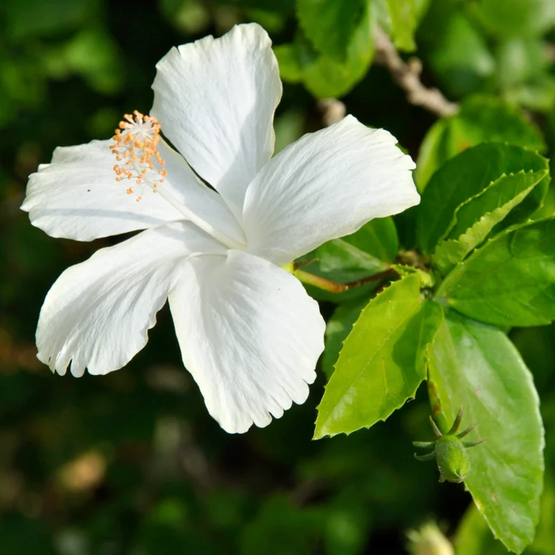 Hibiscus Plants, Hibiscus Tree Live Plant, Hardy Hibiscus Plants Live, 6 to 8 Inch Tall, Perennial Flower Plant, Bareroot Weeping White