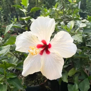 Hibiscus Plants, Hibiscus Tree Live Plant, Hardy Hibiscus Plants Live, 6 to 8 Inch Tall, Perennial Flower Plant, Bareroot Weeping White