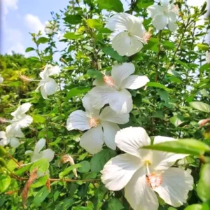 Hibiscus Plants, Hibiscus Tree Live Plant, Hardy Hibiscus Plants Live, 6 to 8 Inch Tall, Perennial Flower Plant, Bareroot Weeping White