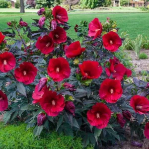 Hibiscus Plants, Hibiscus Tree Live Plant, Hardy Hibiscus Plants Live, 6 to 8 Inch Tall, Perennial Flower Plant, Bareroot Hardy Luna Red