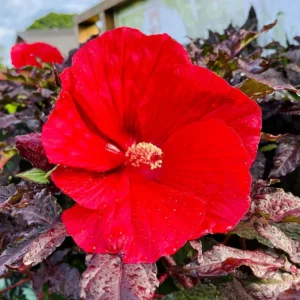 Hibiscus Plants, Hibiscus Tree Live Plant, Hardy Hibiscus Plants Live, 6 to 8 Inch Tall, Perennial Flower Plant, Bareroot Hardy Luna Red