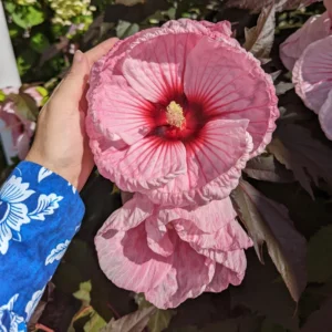 Hibiscus Plants, Hibiscus Tree Live Plant, Hardy Hibiscus Plants Live, 6 to 8 Inch Tall, Perennial Flower Plant, Bareroot Hardy Luna Pink