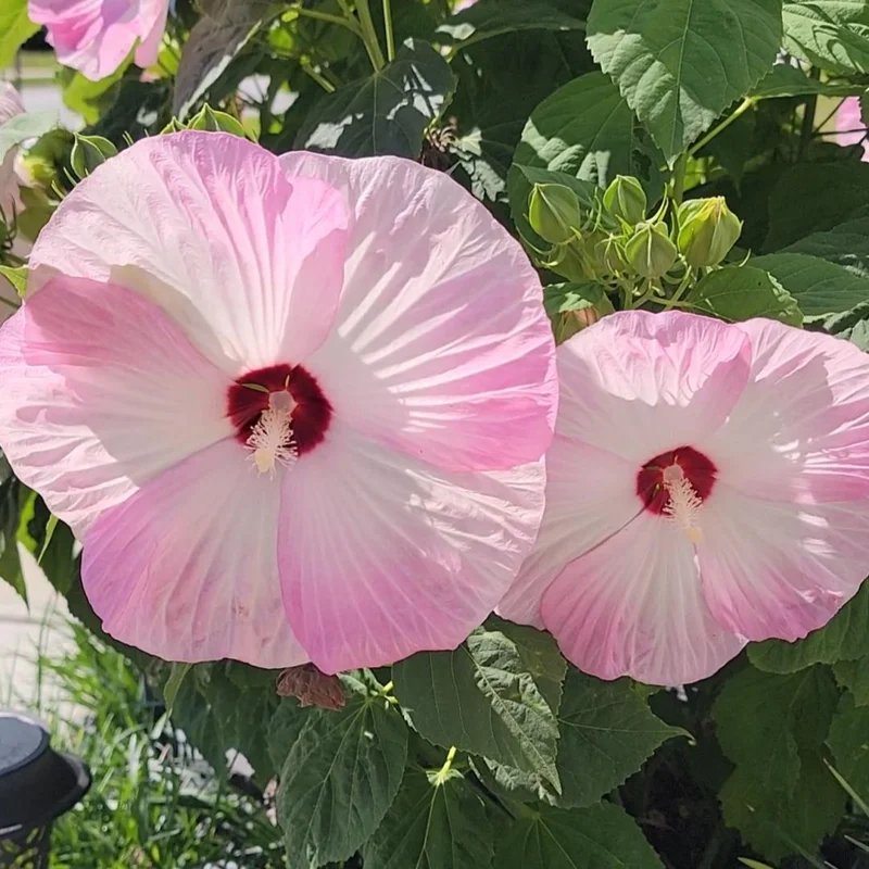 Hibiscus Plants, Hibiscus Tree Live Plant, Hardy Hibiscus Plants Live, 6 to 8 Inch Tall, Perennial Flower Plant, Bareroot Hardy Luna Pink